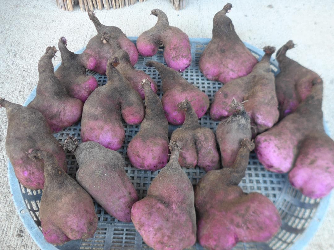 紫山芋【旬の味覚】約10Kg(梱包材込)を9,000円で特別販売!