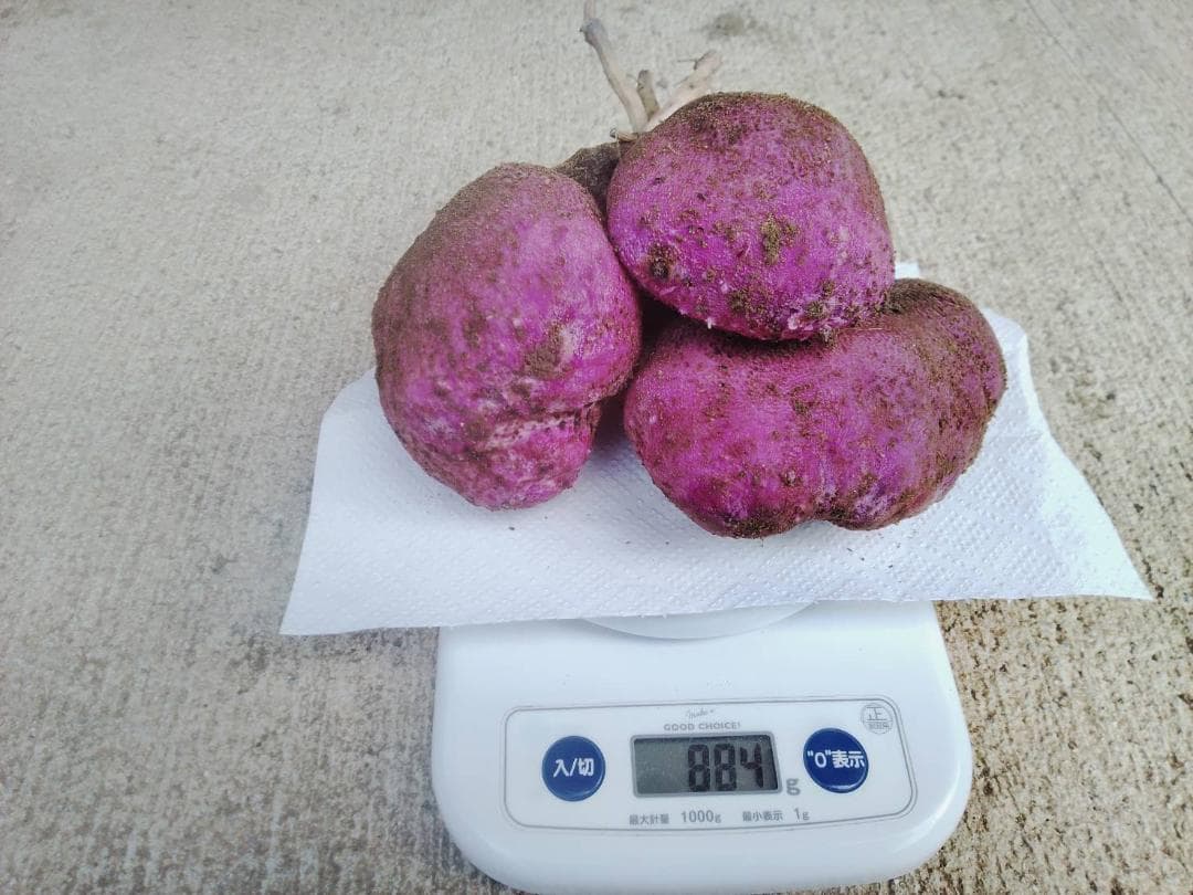 紫山芋【旬の味覚】約10Kg(梱包材込)を9,000円で特別販売!
