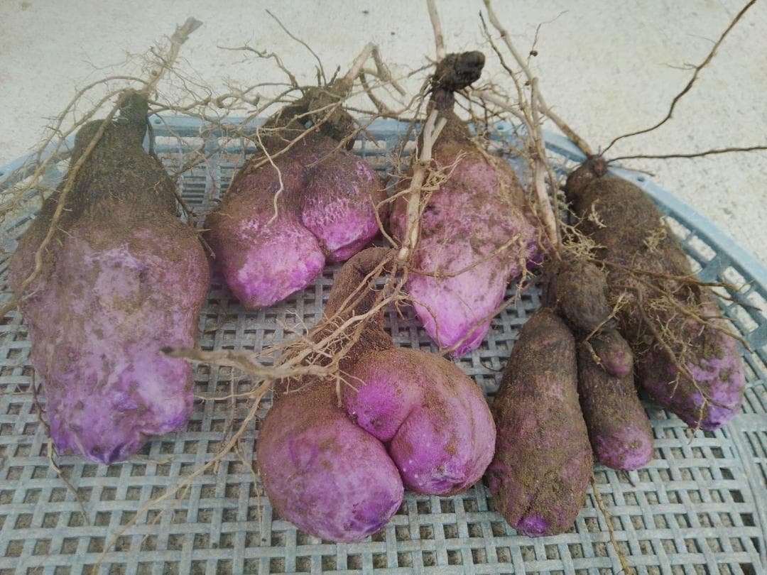 紫山芋【旬の味覚】約10Kg(梱包材込)を9,000円で特別販売!