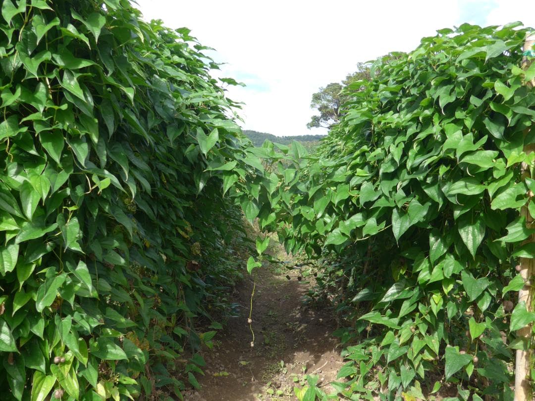 紫山芋【旬の味覚】約10Kg(梱包材込)を9,000円で特別販売!