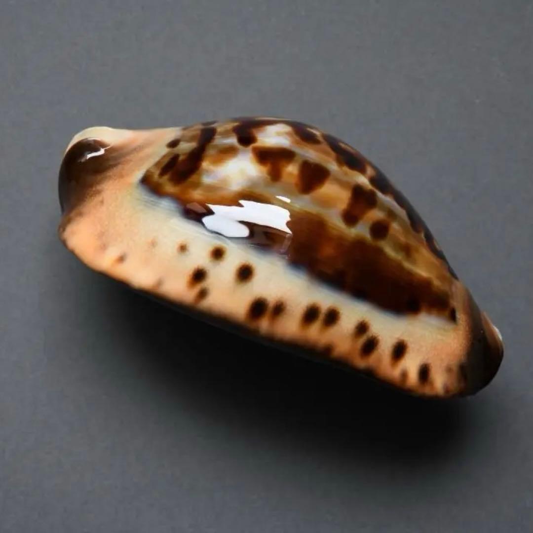 サラメガクロガネダカラ【貝殻・タカラガイ】