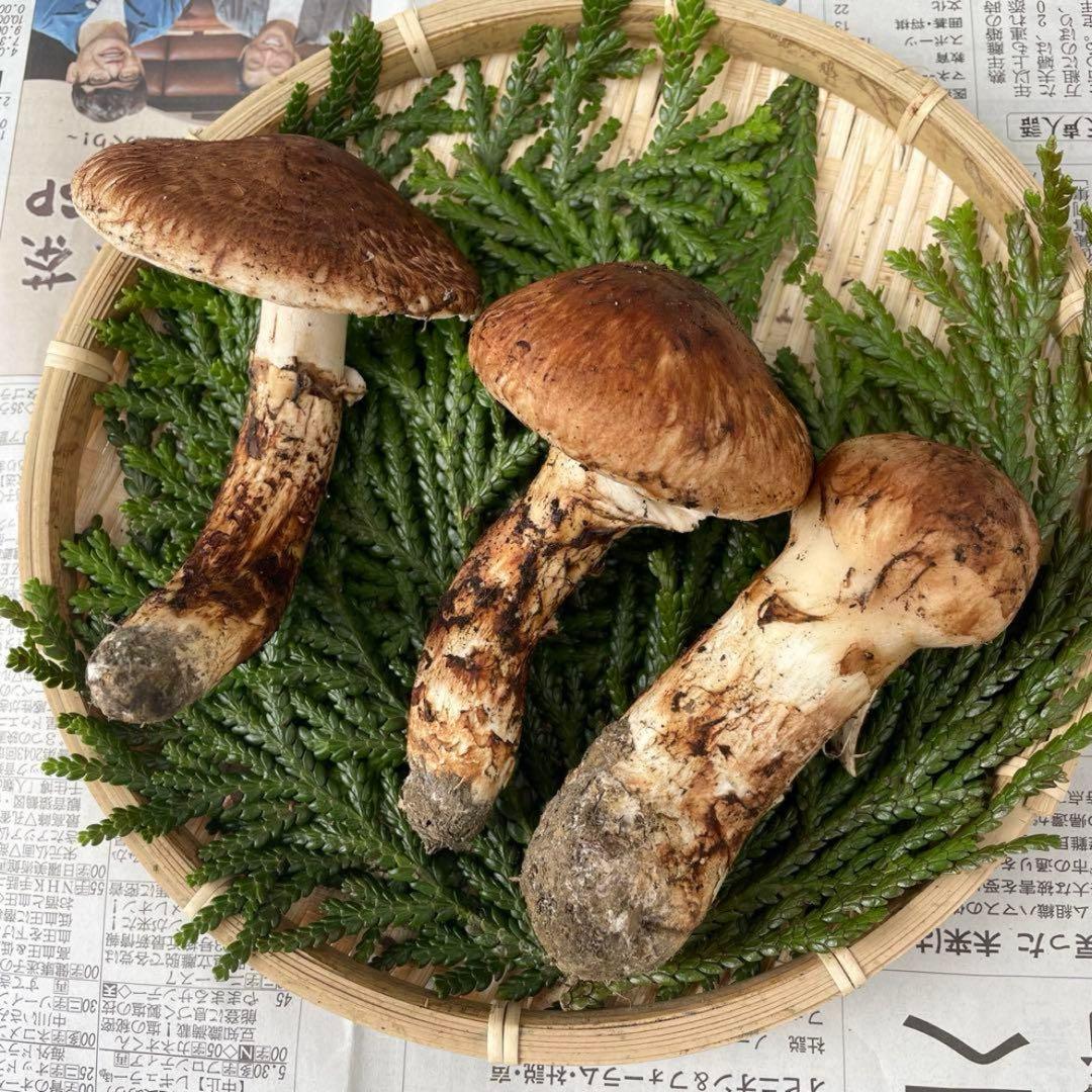 天然きのこ 松茸 国産 良品‼️ マツタケ まつたけ 大自然の凛さん採取その122