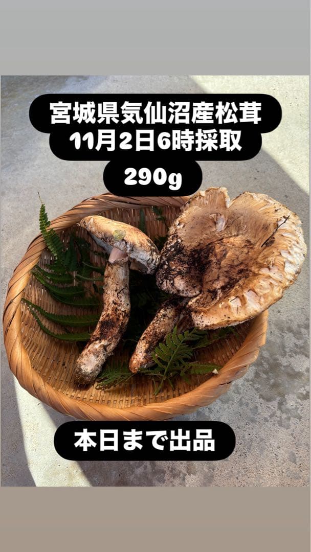 極上松茸 290g 宮城県気仙沼産