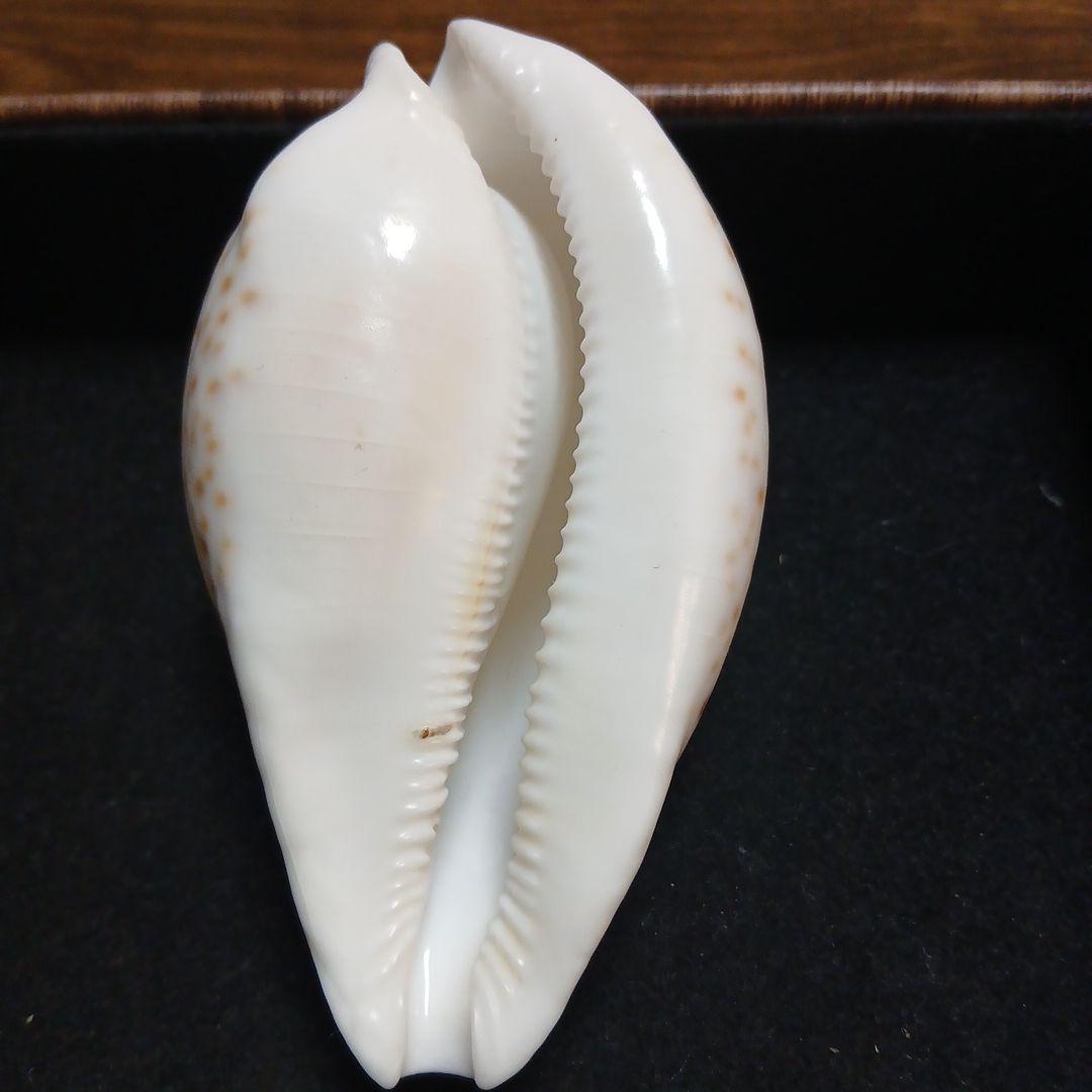 貝殻　タカラガイ約9.8cm