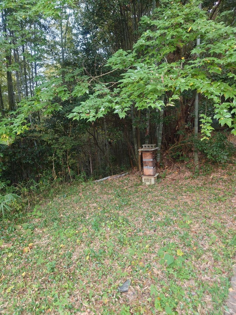 天然熟成2年　希少　日本みつばち 国産天然はちみつ100%600g(J1Y2箱)