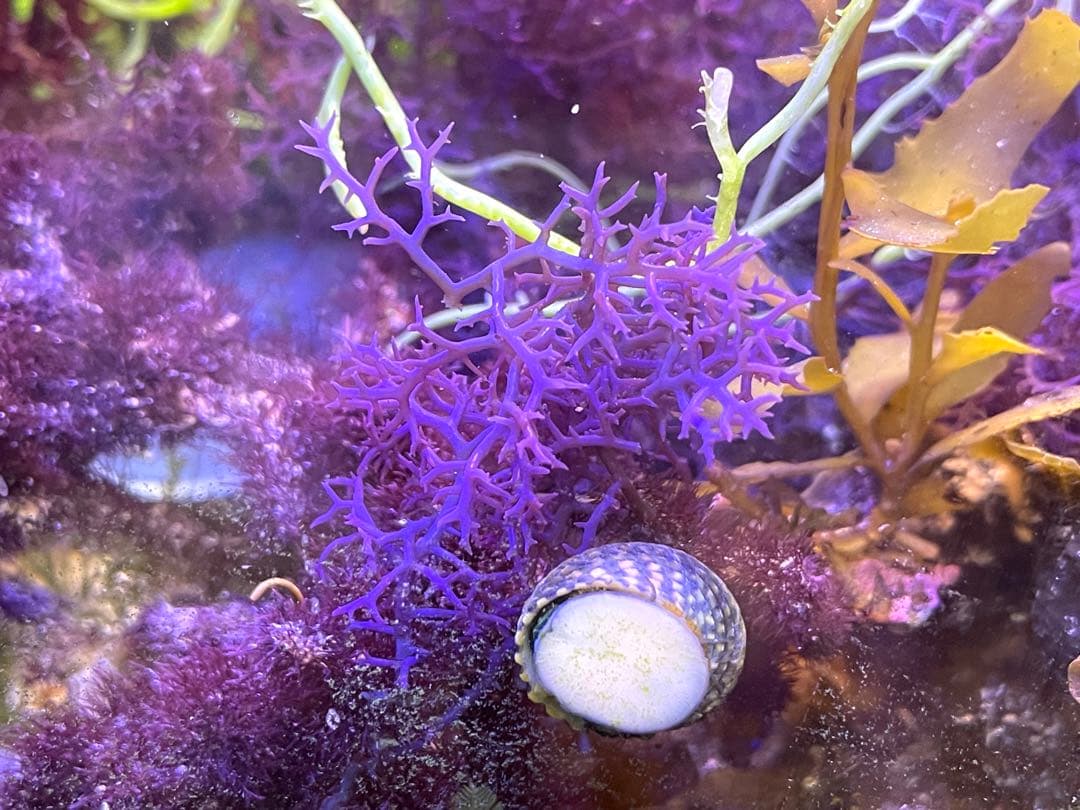 【匿名・宅急便】　赤色海藻詰め合わせ②　紅藻　+ 褐藻　緑藻