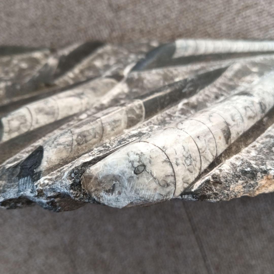 モロッコの直角石類/オルソセラス　大型プレート