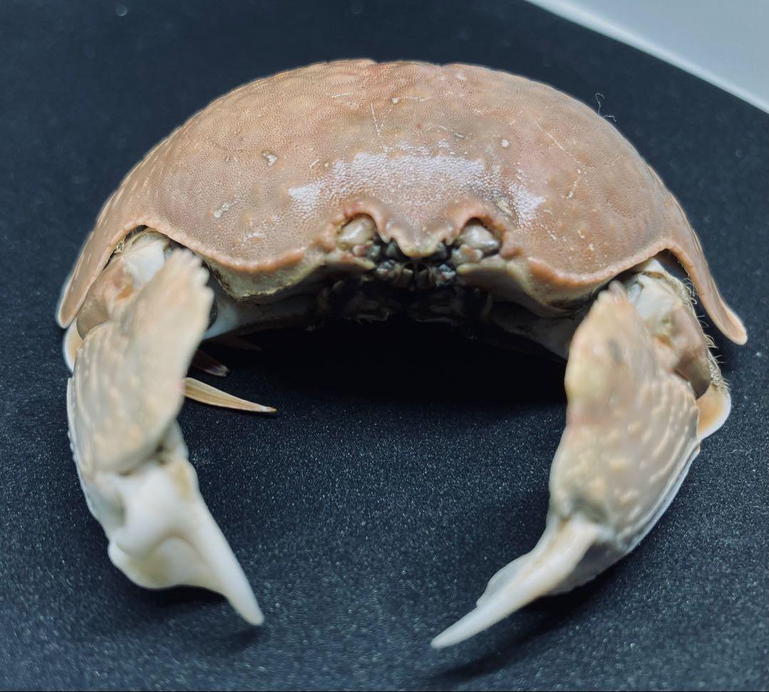 マルソデカラッパ 乾燥標本③カラッパ　カニ 標本