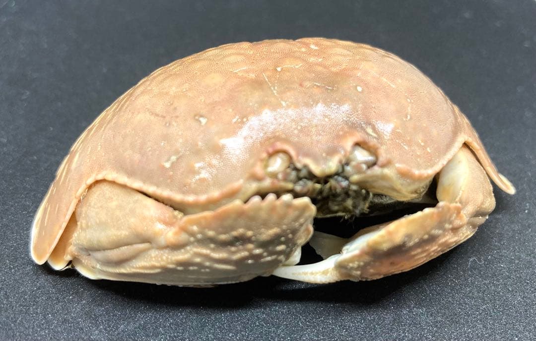 マルソデカラッパ 乾燥標本③カラッパ　カニ 標本