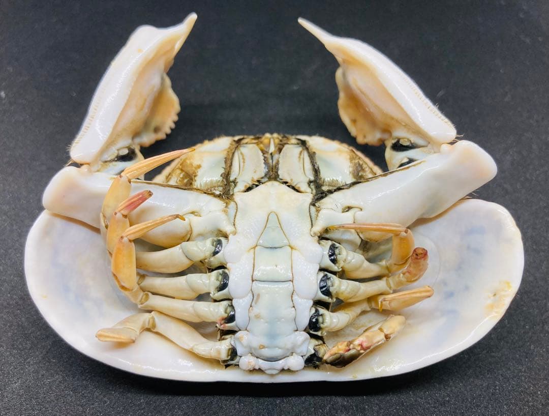 マルソデカラッパ 乾燥標本③カラッパ　カニ 標本