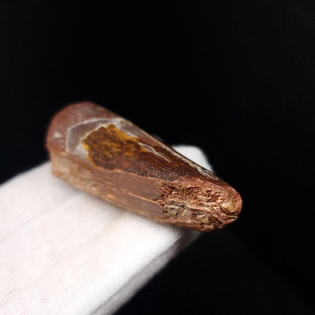 恐竜】スピノサウルス 本物 モロッコ産 53.66mm sp467