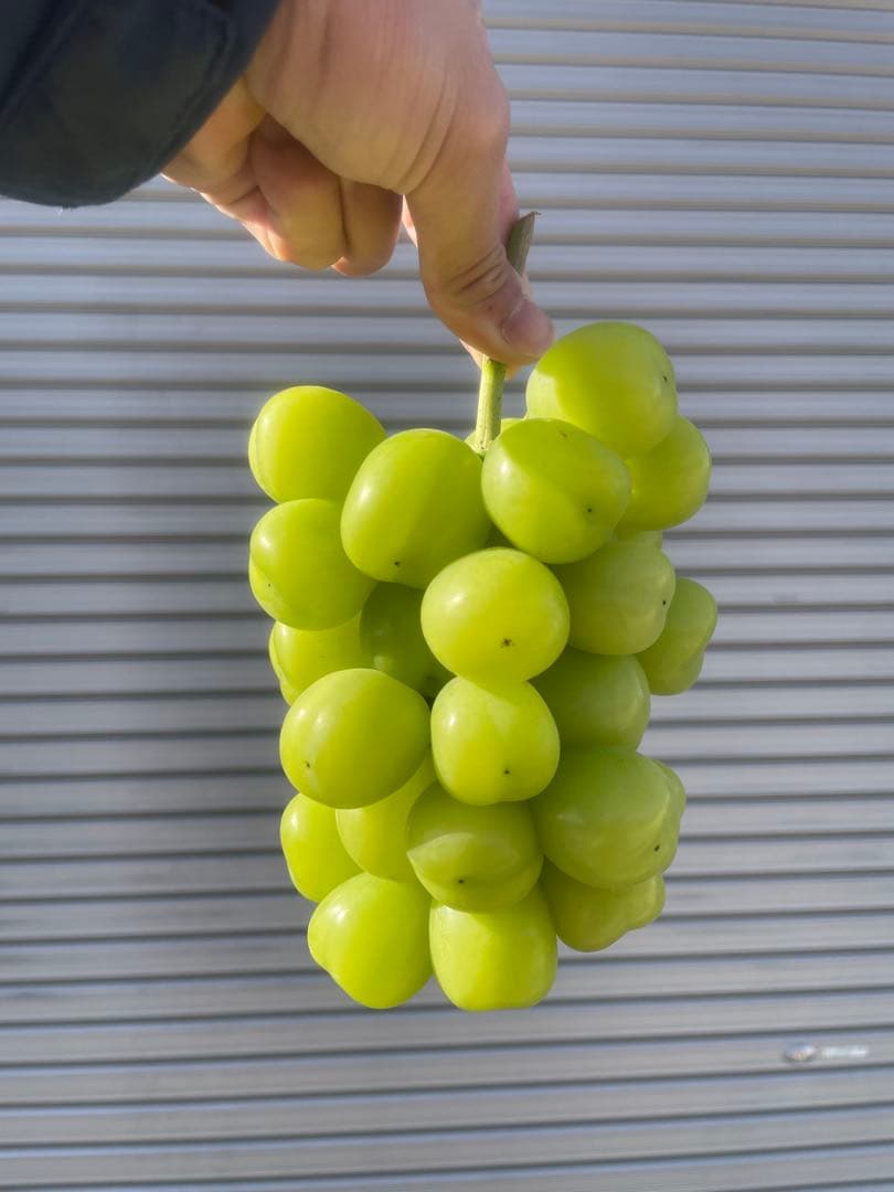1房‼︎木枯らし‼︎シャインマスカット‼︎