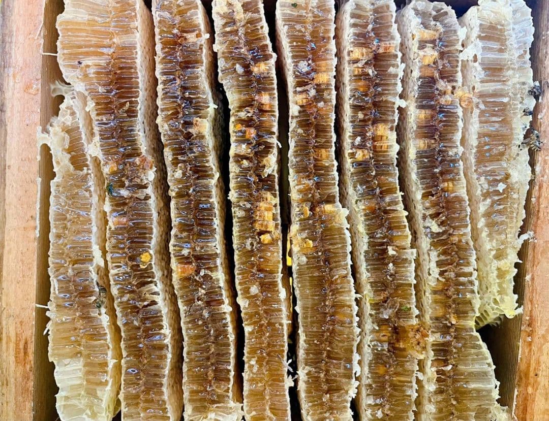 熟成1・2年フレッシュ日本蜜蜂はちみつ(Y1Y2)(S2Y1)(S3Y0)セット