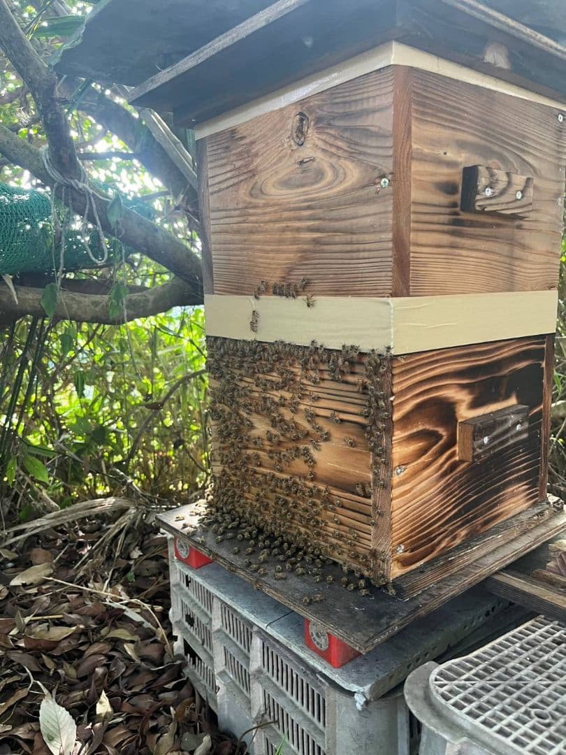 熟成1・2年フレッシュ日本蜜蜂はちみつ(Y1Y2)(S2Y1)(S3Y0)セット