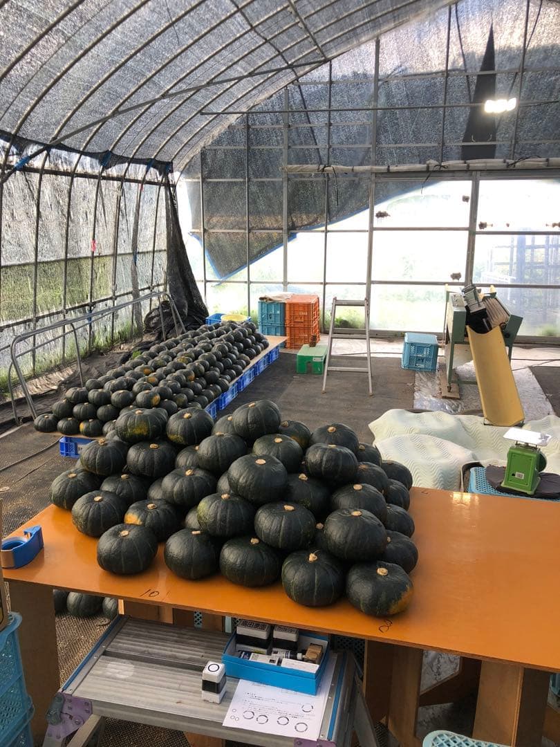 北海道産！かぼちゃ7玉入り 10kg！ ブラックのジョー！