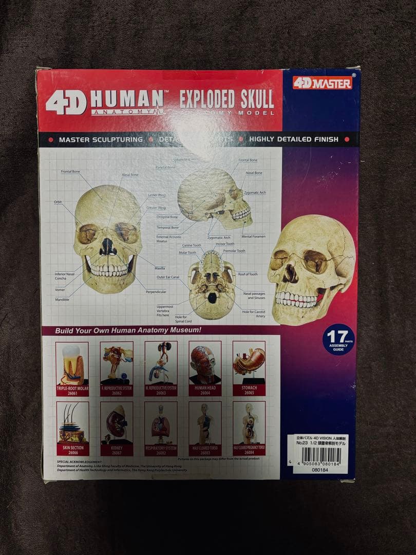 ★2分の1頭蓋骨解剖モデル組み立て式未開封★