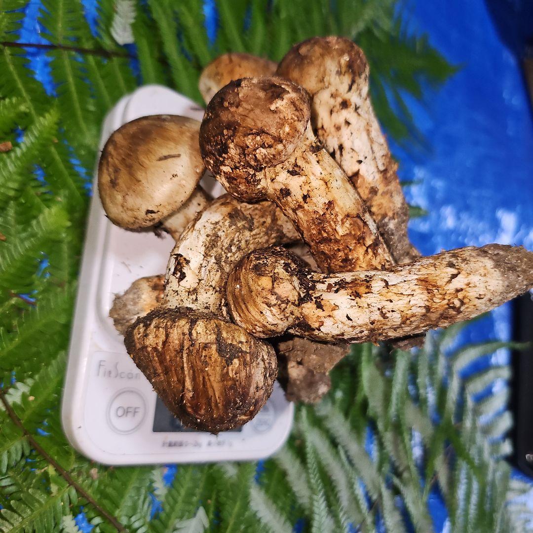 広島県産 松茸 291g　松竹梅さま専用