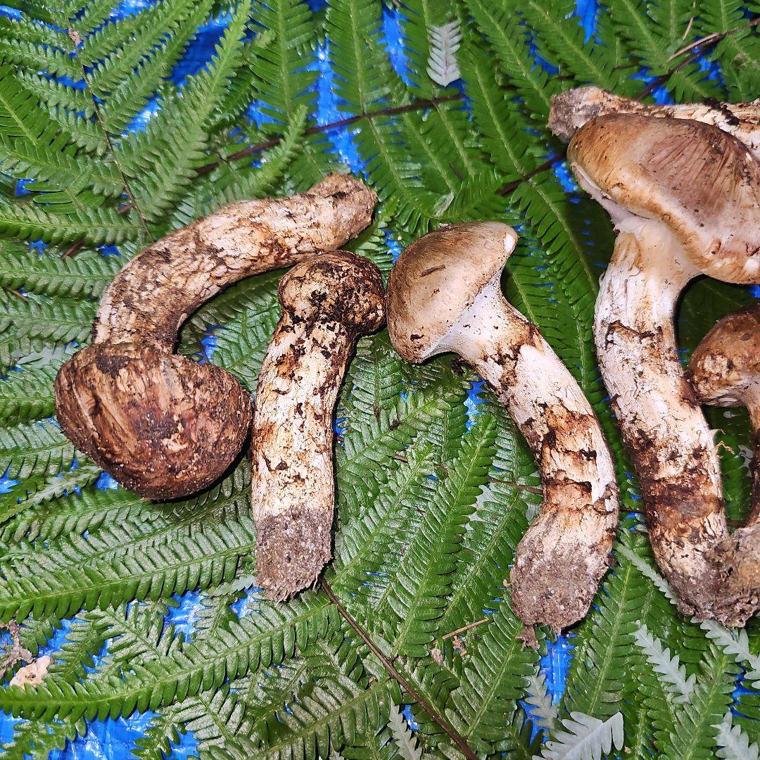 広島県産 松茸 291g　松竹梅さま専用