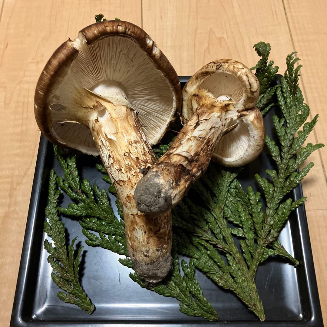 北海道産❗️天然松茸❗️美品❗️225g❗️終盤‼️