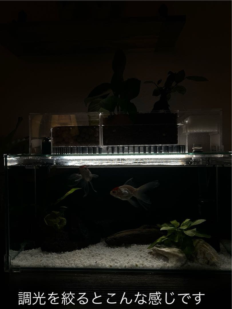 上部濾過槽＋ガラス水槽セット　アクアリウム水槽アクアポニックス仕様上部フィルター