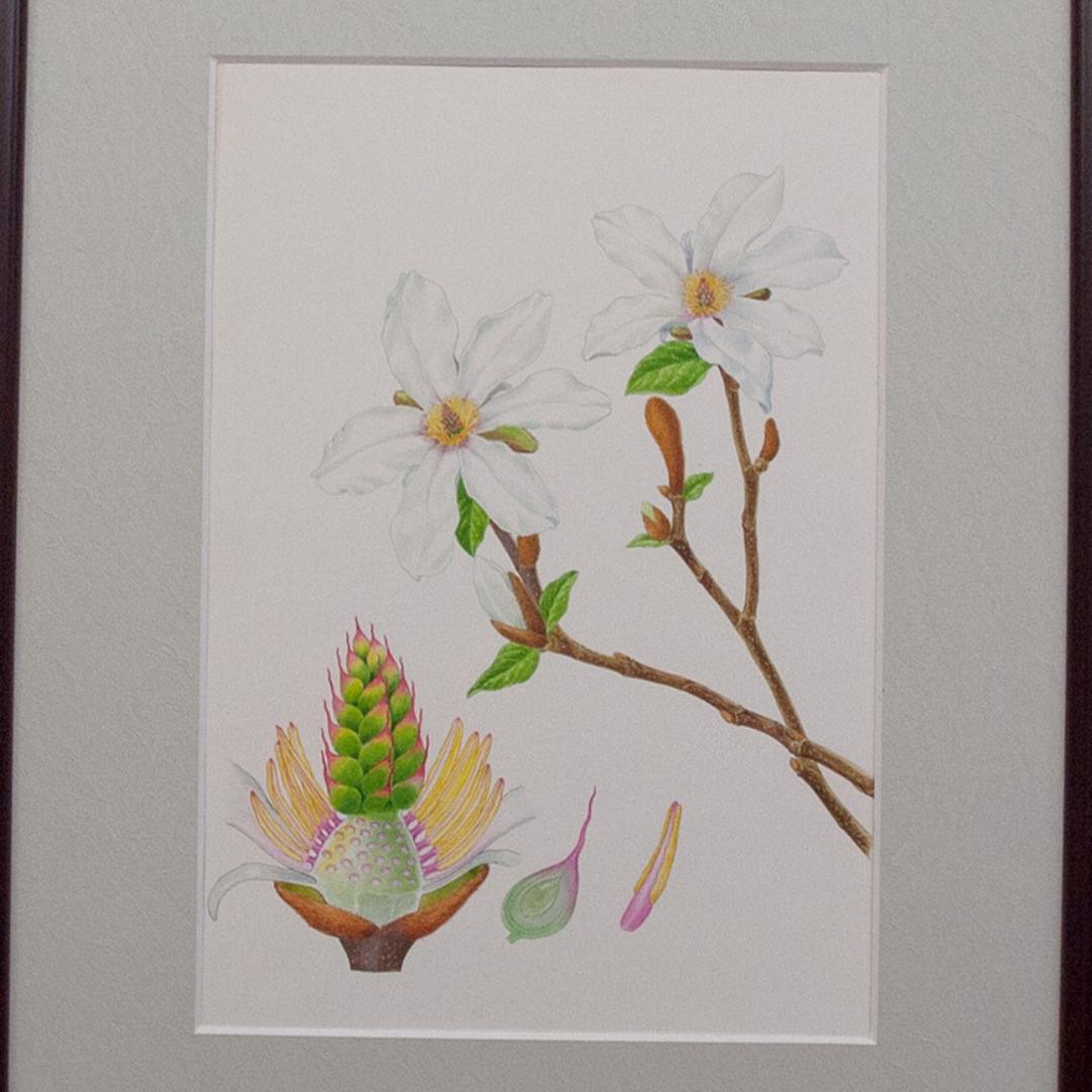 【絵画】ボタニカルアート　「こぶし」原画