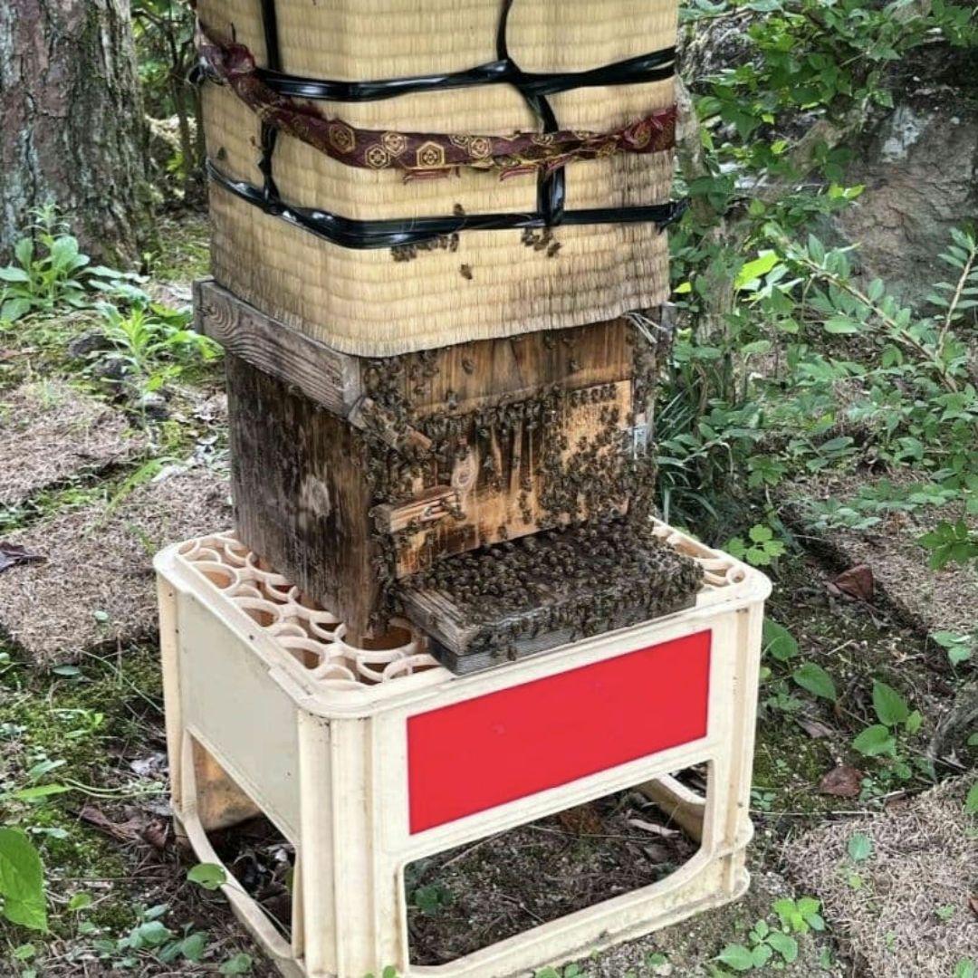 ご希望の蜂蜜セット