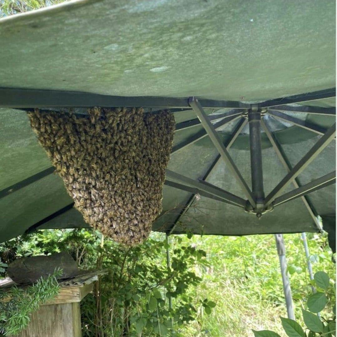 ご希望の蜂蜜セット