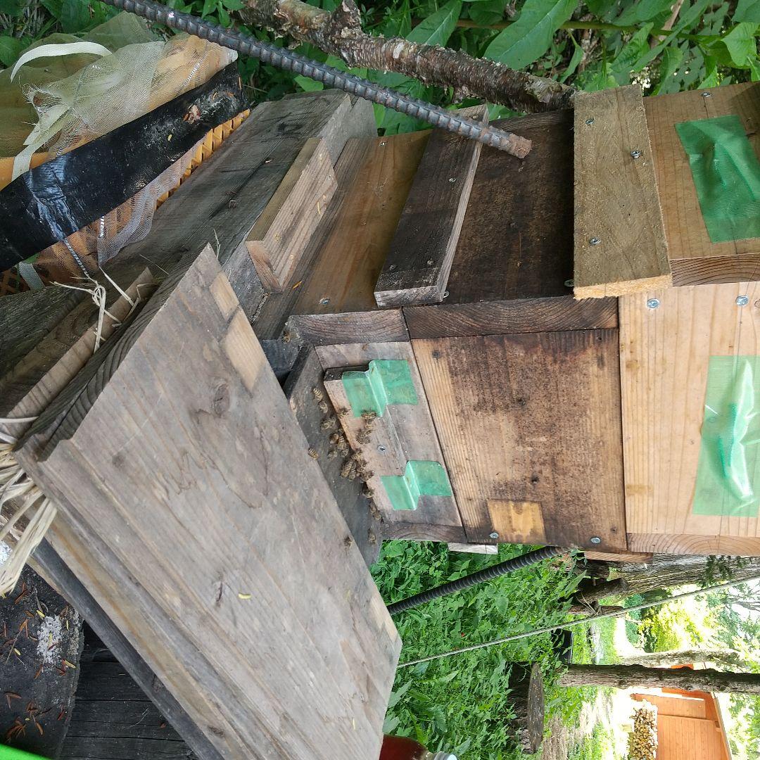 日本蜜蜂 の天然蜂蜜 ハチミツ 1160グラム 八ヶ岳西麓 1250m 産