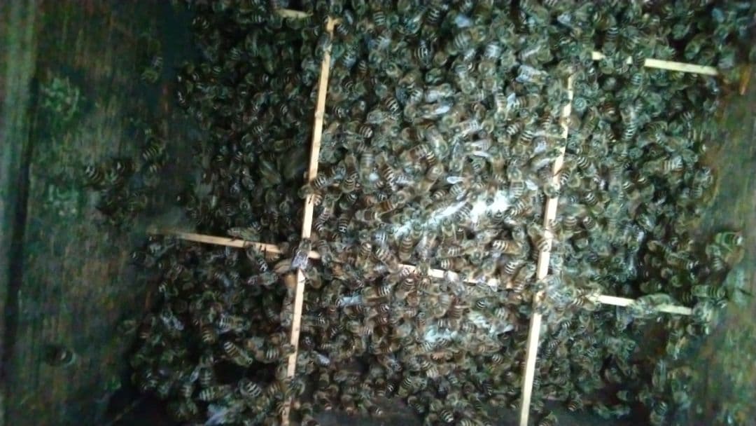 日本蜜蜂 の天然蜂蜜 ハチミツ 1160グラム 八ヶ岳西麓 1250m 産