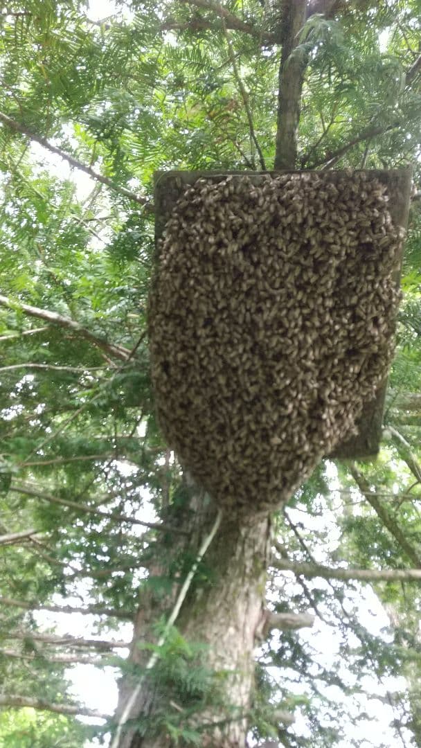 日本蜜蜂 の天然蜂蜜 ハチミツ 1160グラム 八ヶ岳西麓 1250m 産