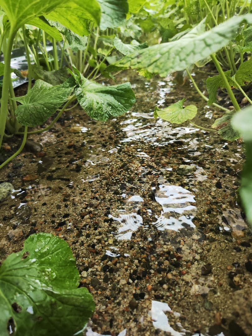 【別注】1.5kg 安曇野産 生わさび わさび 茎付きわさび
