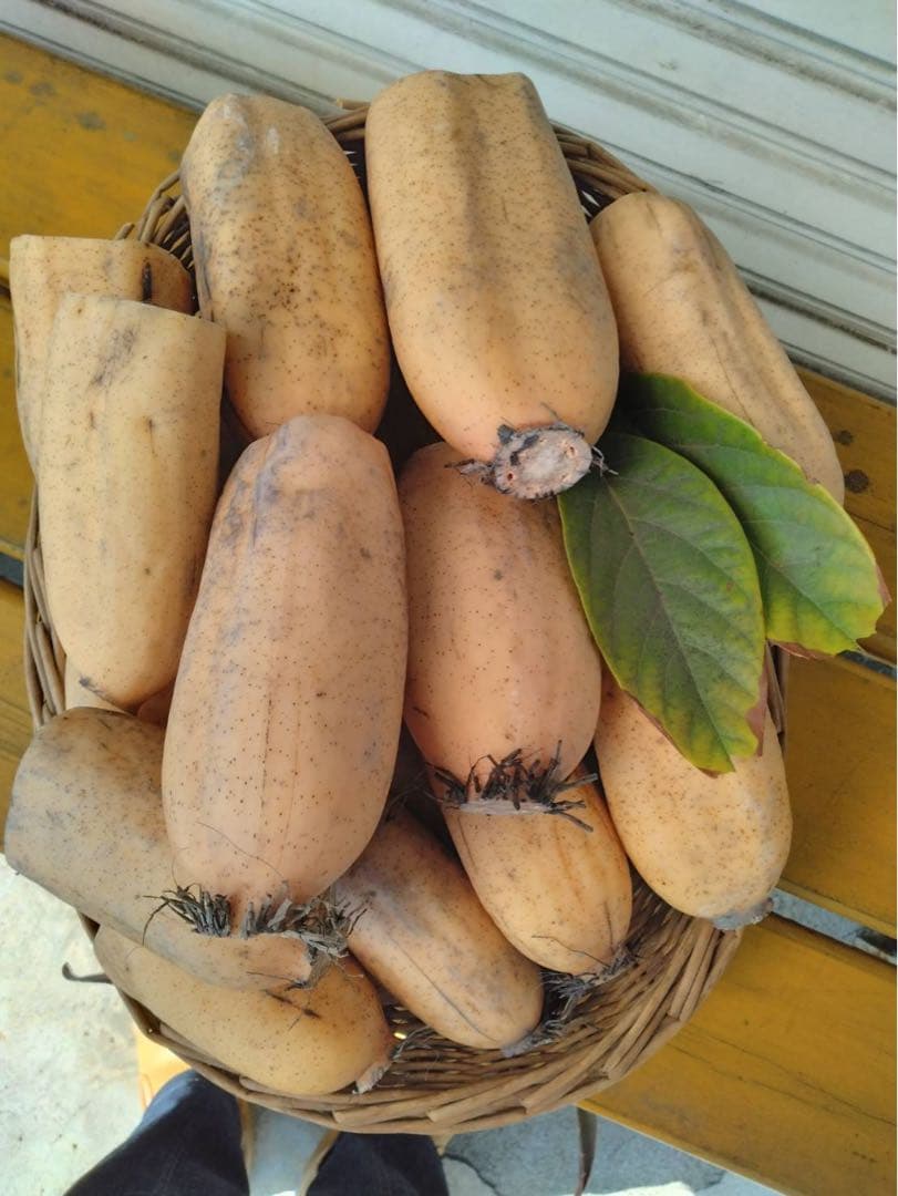 まーなさん　スルメキムチ250g×蓮根味噌600g ×クリーム二つ