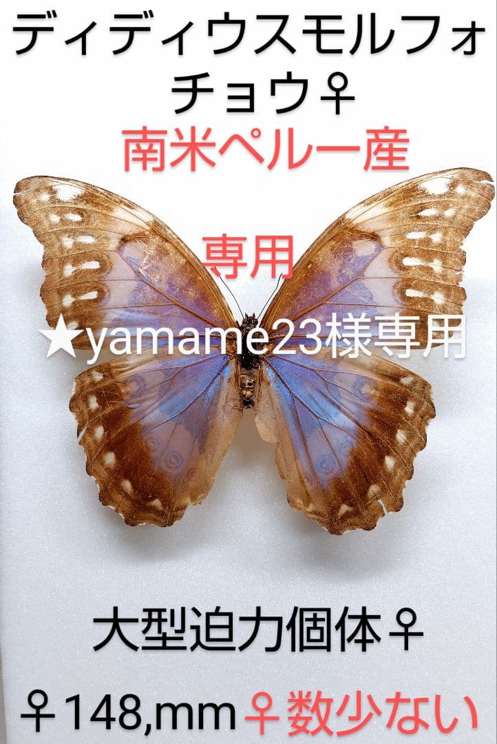 ★yamame23★モルフォ蝶標本 ディディウス・メネラウスМ２♀セット