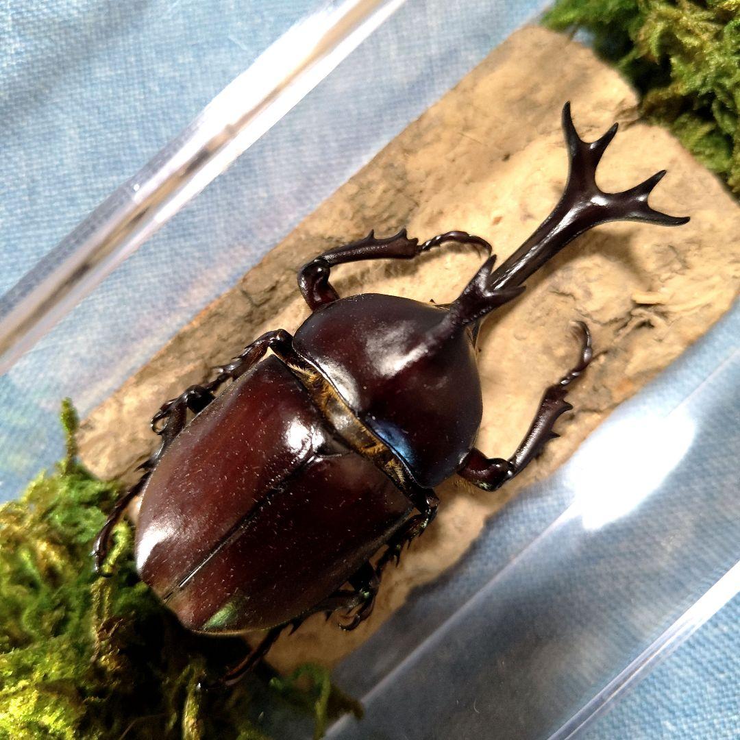 野生極美特大超巨大頭角19.7mm体長80mmぐらい黒ブラックカブトムシ昆虫標本