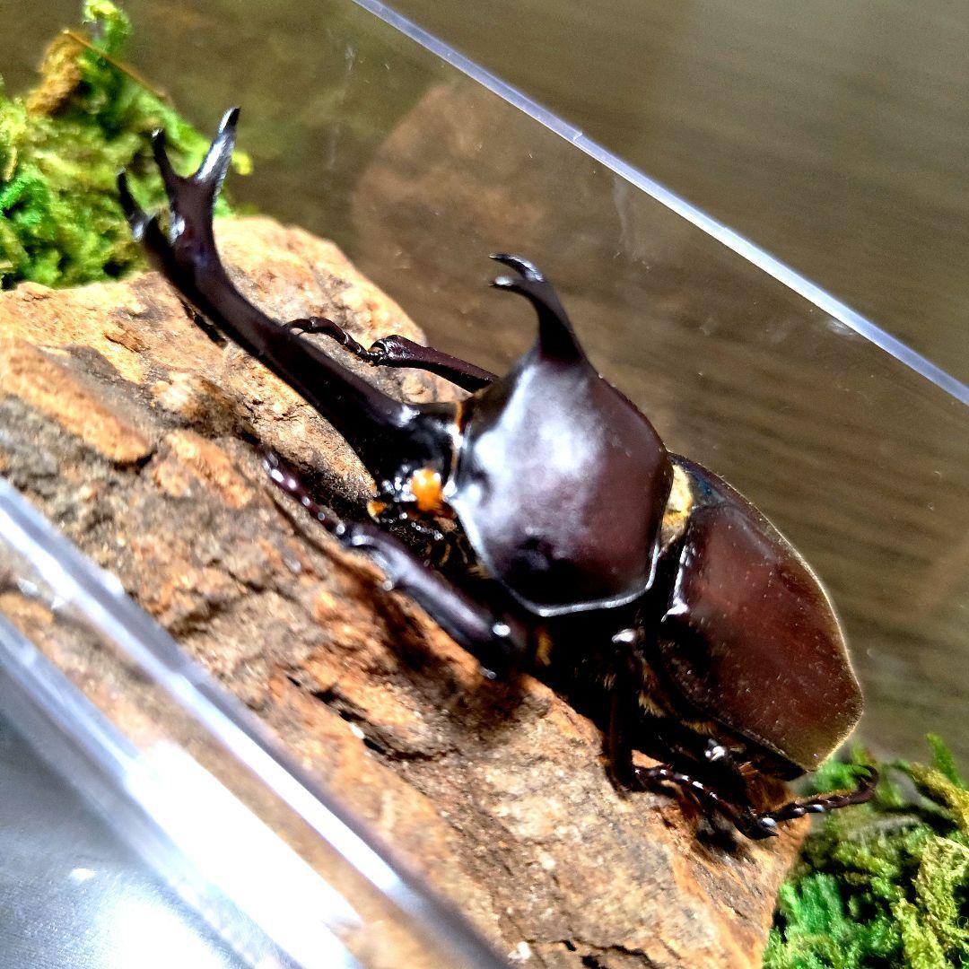 野生極美特大超巨大頭角19.7mm体長80mmぐらい黒ブラックカブトムシ昆虫標本