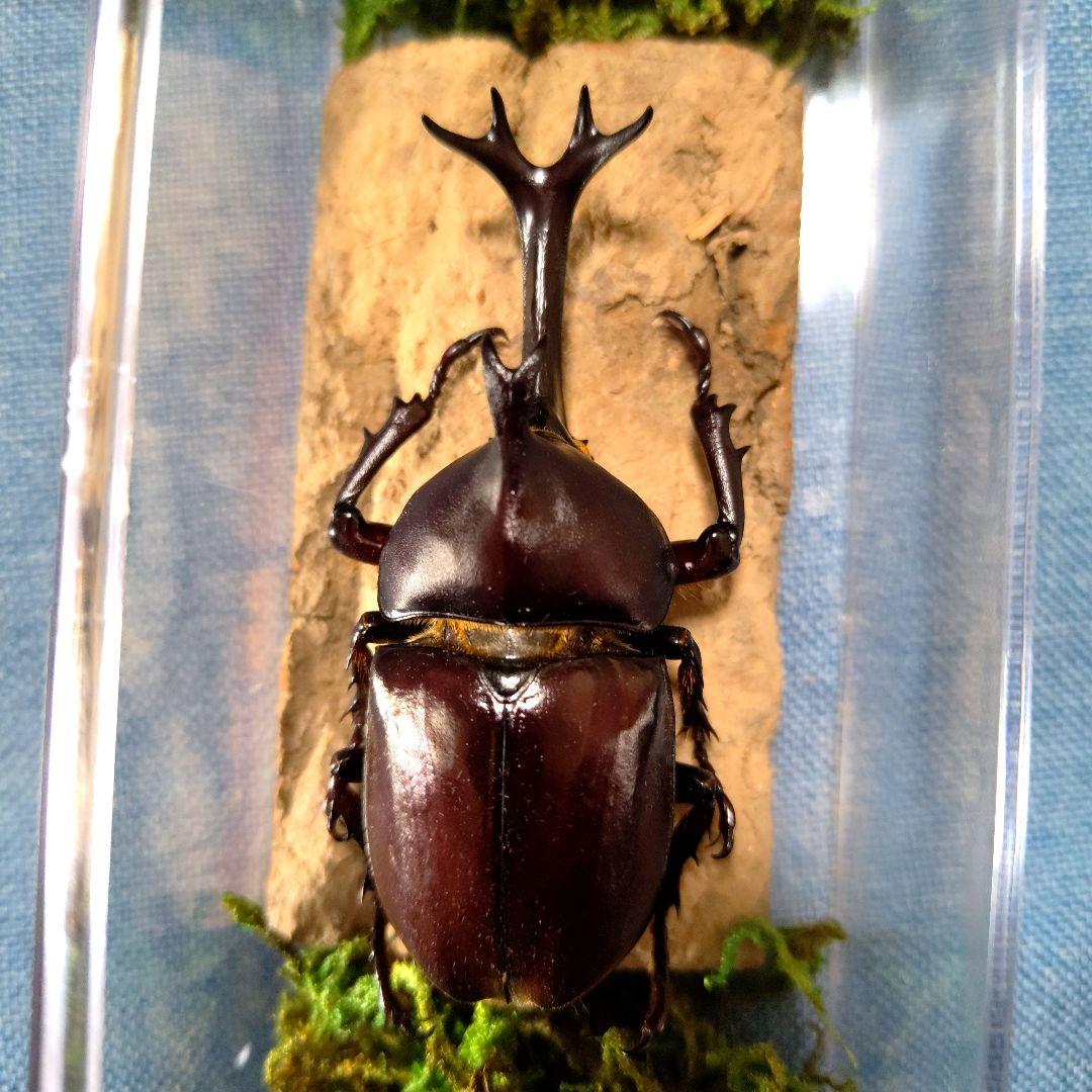 野生極美特大超巨大頭角19.7mm体長80mmぐらい黒ブラックカブトムシ昆虫標本