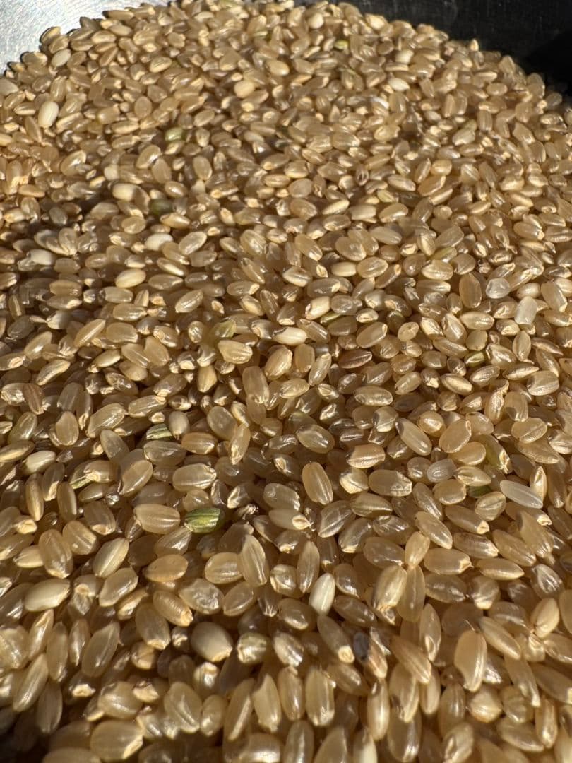 限定　最安値　玄米　100kg　30kg米袋に3袋（100kg詰め）　お米