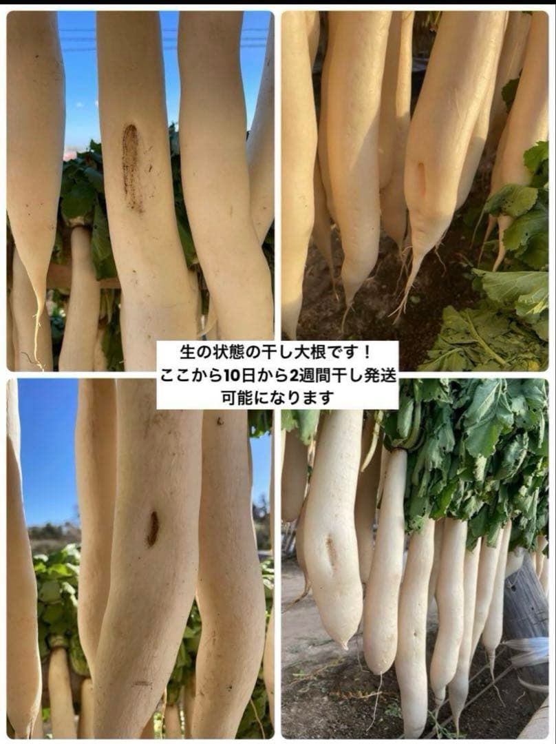 宮崎県産　干し大根　大根　箱込み20kg