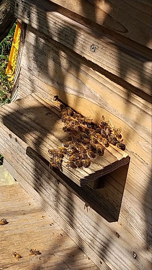 国産天然はちみつ　ニホンミツバチの百花蜜　1150グラム 2本