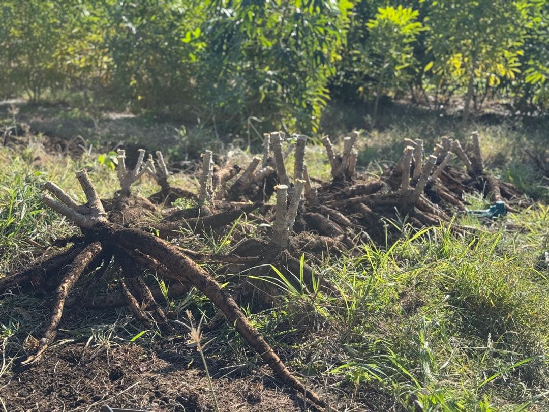 キャッサバ　20kg⚫︎cassava⚫︎Mandioca⚫︎Yuca