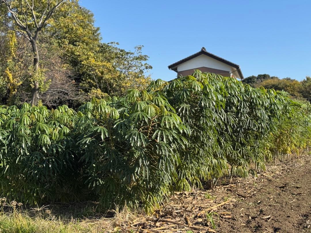 キャッサバ　20kg⚫︎cassava⚫︎Mandioca⚫︎Yuca