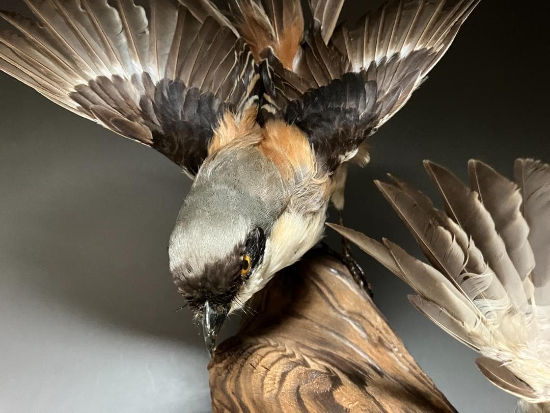 もずの剥製：種の保存法に該当しない鳥