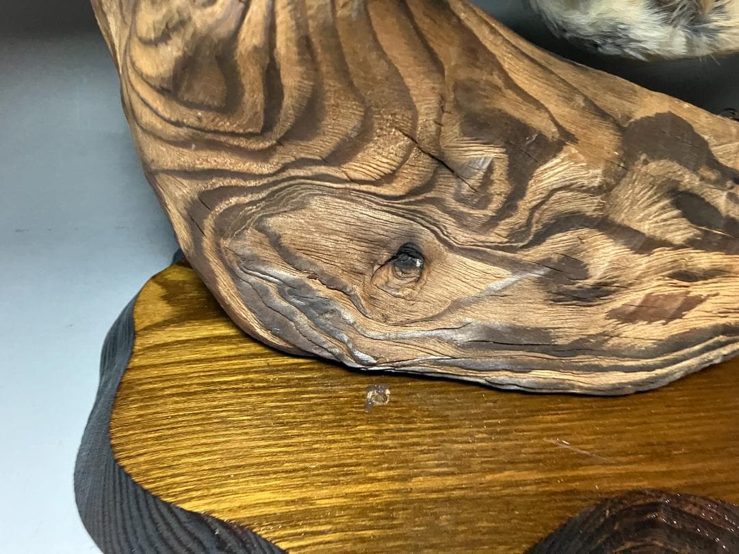 もずの剥製：種の保存法に該当しない鳥