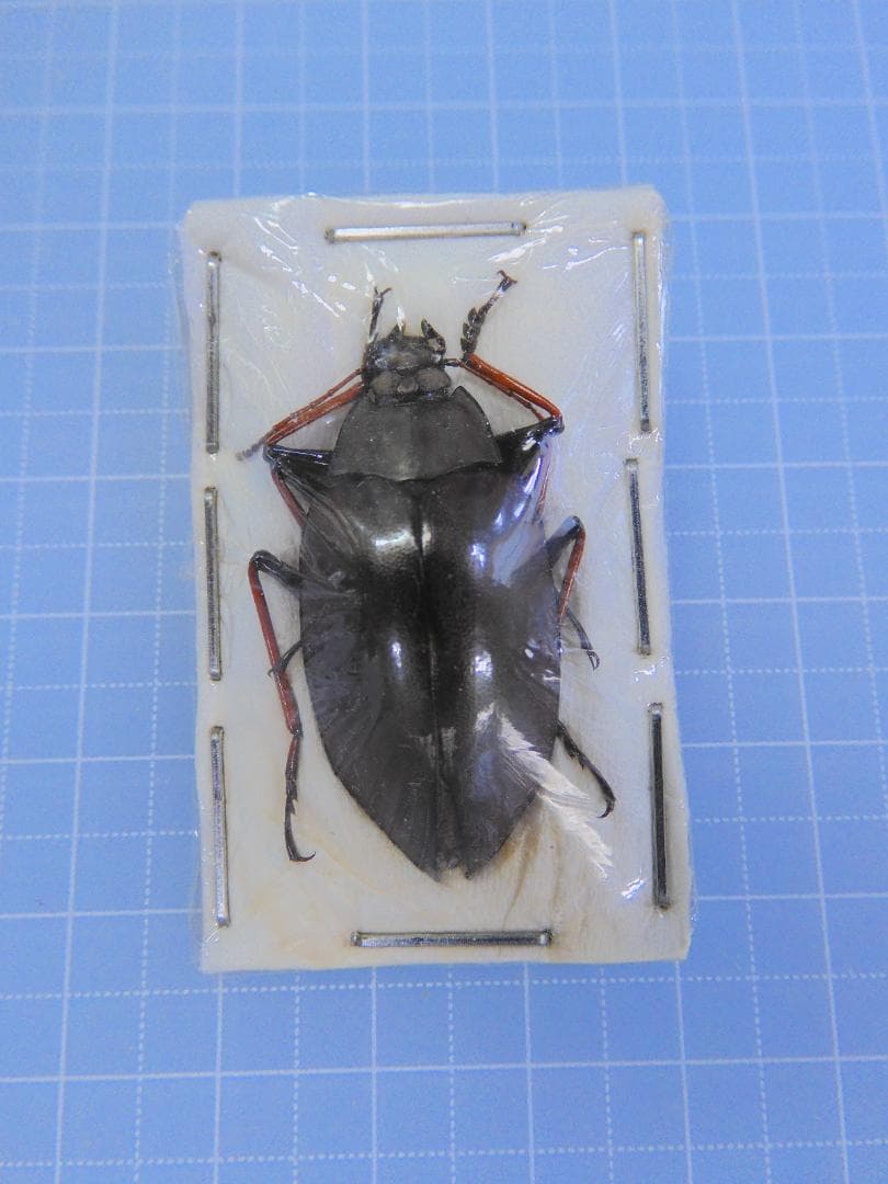 オーストラリア産　ゴミダマ　33mm