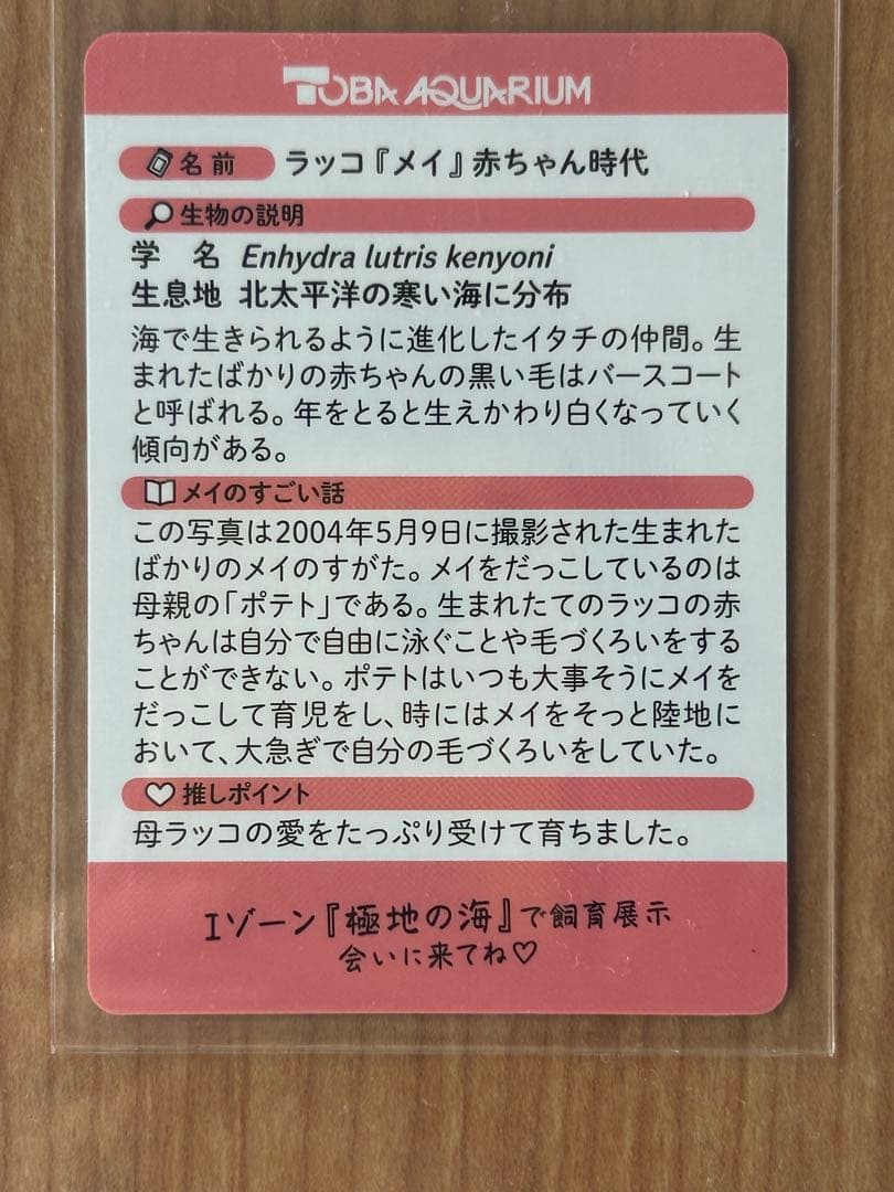 【鳥羽水族館】コレクションカード　メイ（レアカード）　ラッコ　赤ちゃん　ホロ