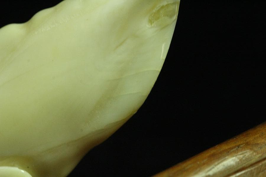 抹香鯨 歯 細密 彫刻 鯨 置物 根付 台付(K-A995)