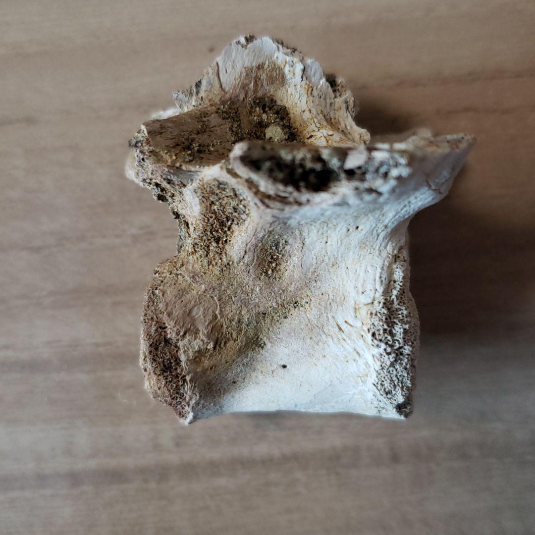 化石　白亜紀　ヘルクリーク　大型ワニ・レディスクスの脊髄