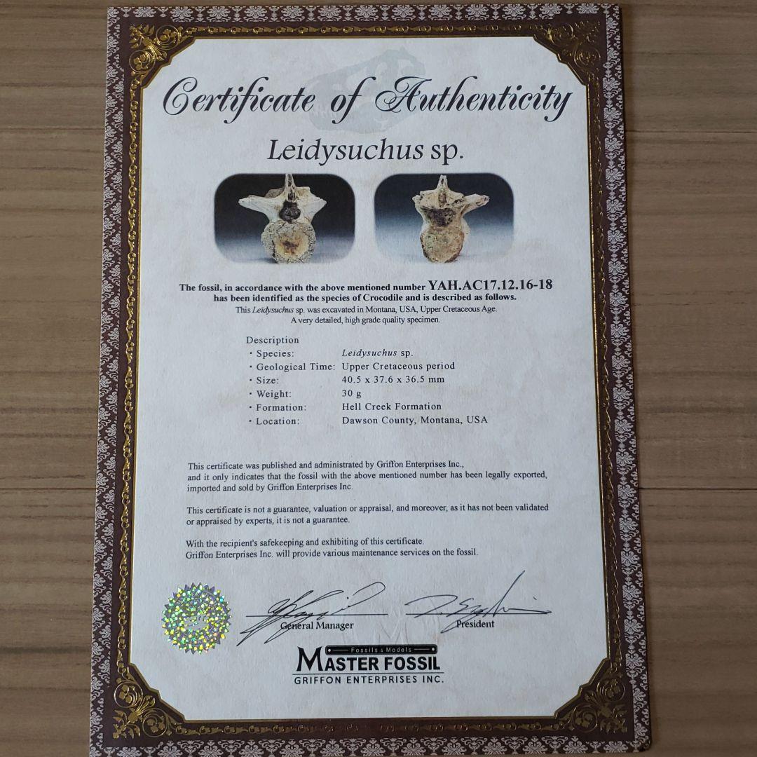 化石　白亜紀　ヘルクリーク　大型ワニ・レディスクスの脊髄