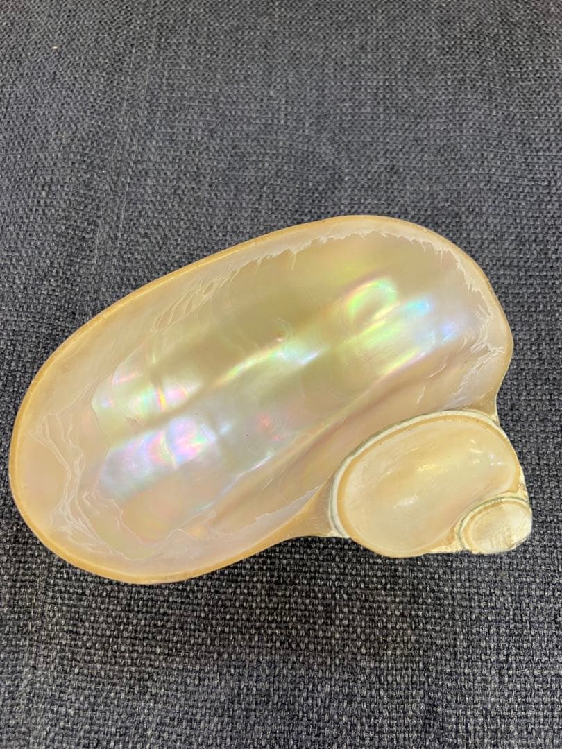 骨董品　天保期 木箱入り 貝殻5点セット 南京貝 男女貝 江戸期