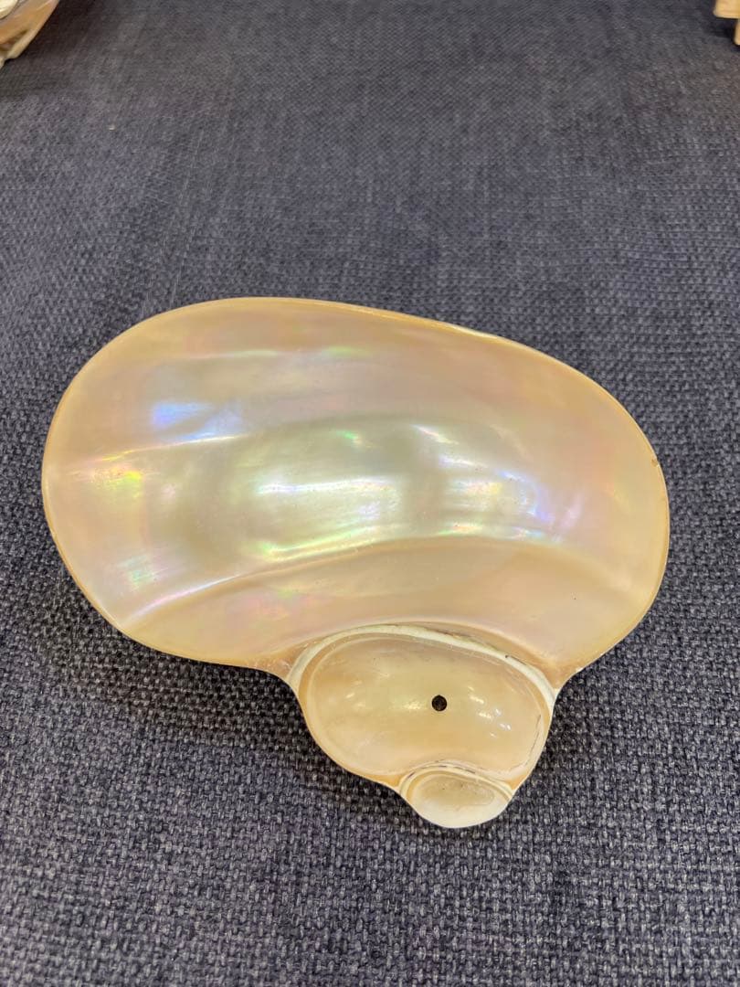 骨董品　天保期 木箱入り 貝殻5点セット 南京貝 男女貝 江戸期